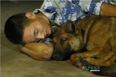 如果有夢(mèng)，這軍犬的夢(mèng)里一定全是他