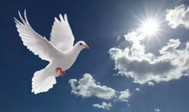 中國人民是世界和平最堅(jiān)定的支持者