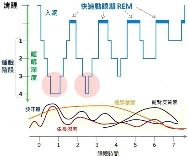 晚睡的孩子長不高？要不要打生長激素？增高的秘密一文掌握