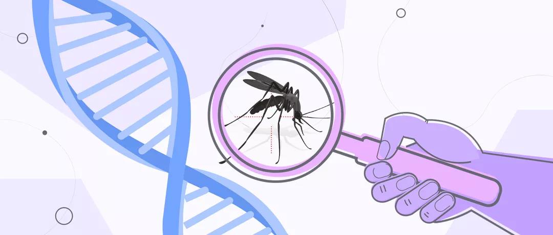 美國釋放數(shù)億轉(zhuǎn)基因蚊，究竟意欲何為？