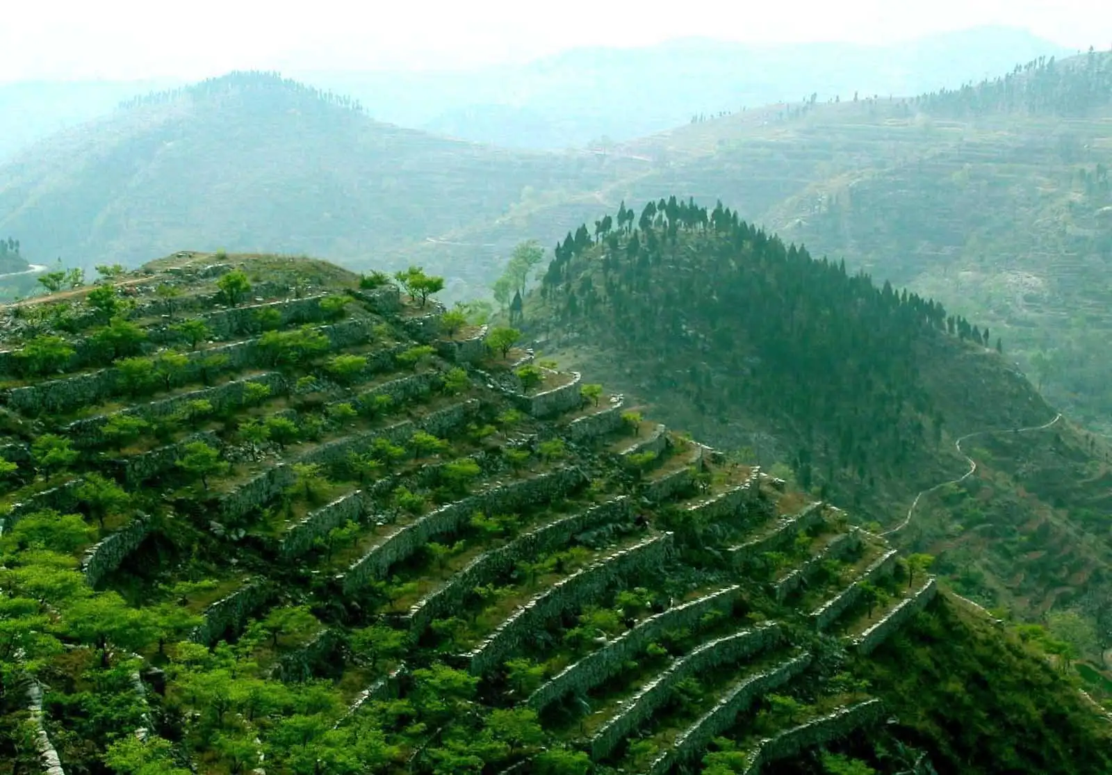 堅持退耕還林，讓山川著綠林海生金