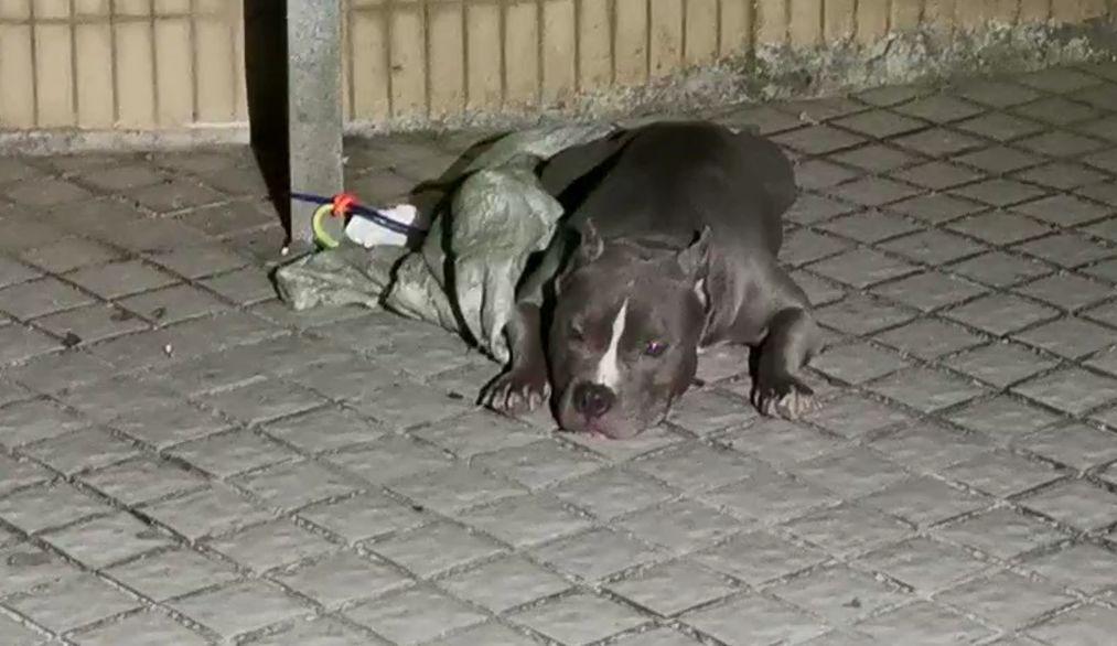 西安某小區(qū)內(nèi)“大型猛犬吃小孩”？